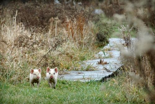 我們的環(huán)境會(huì)好嗎？——“數(shù)說(shuō)”大氣、水、土壤污染防治三大戰(zhàn)役
